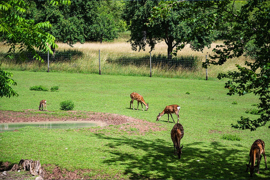 WildcameraXL Hert In De Tuin Wildcamera Functies