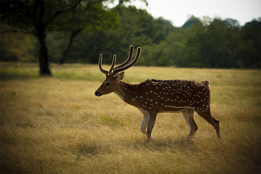 De rol van wildcamera's in natuurbescherming