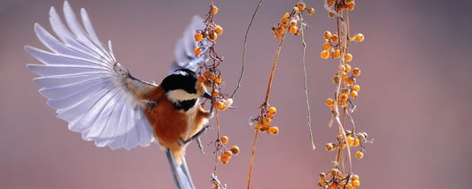 Ontdek de Vogelwereld in je Eigen Tuin met de EZ-BirdFeed