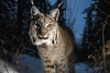 WildcameraXL Lynx Foto Functies Van Wildcamera