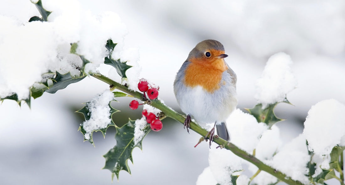 Vogels Bijvoeren in de Winter: Help de Vogels en Geniet van Hun Bezoek