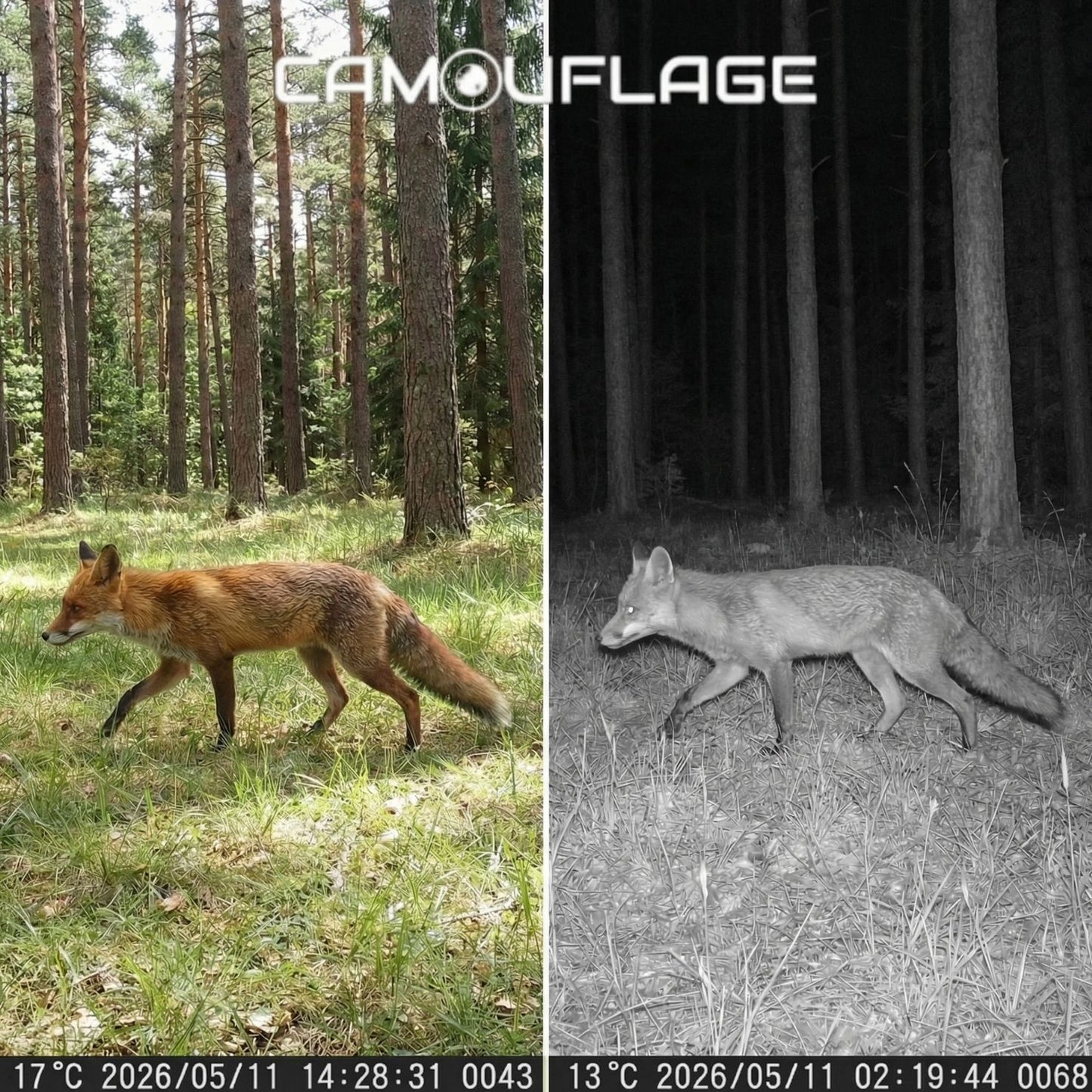 Camouflage EZ60 WiFi